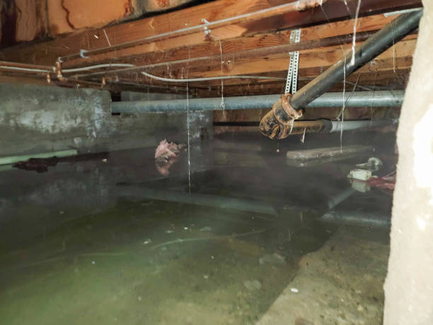 Best Flooded house restoration  in Athens, TN