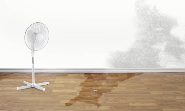 Best Basement water damage restoration  in Athens, TN