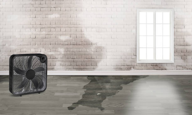 Best Ceiling water damage repair  in Athens, TN